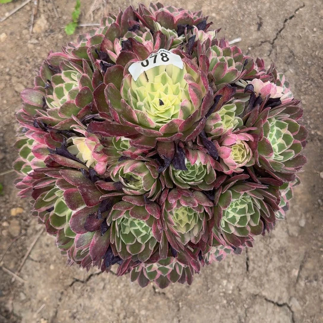 乖*姐078玉芙蓉多肉植物