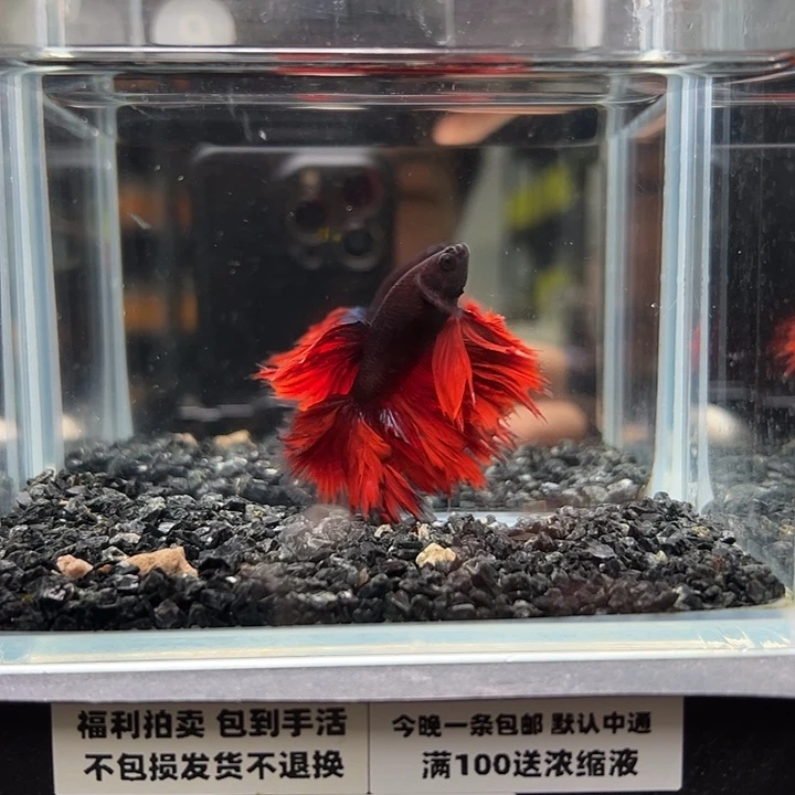 斗鱼跑单拉黑21日9