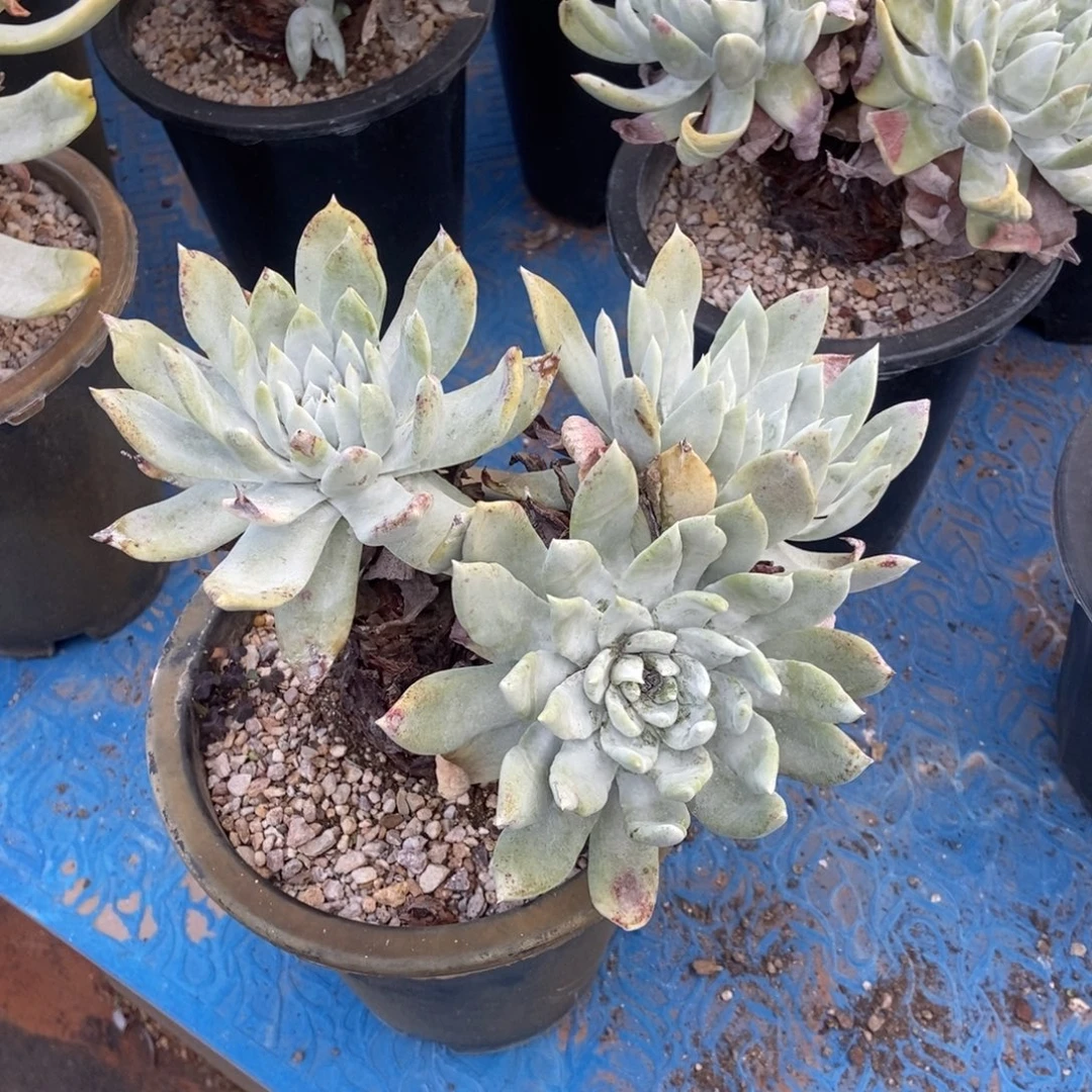 牡丹苹果叶多肉植物