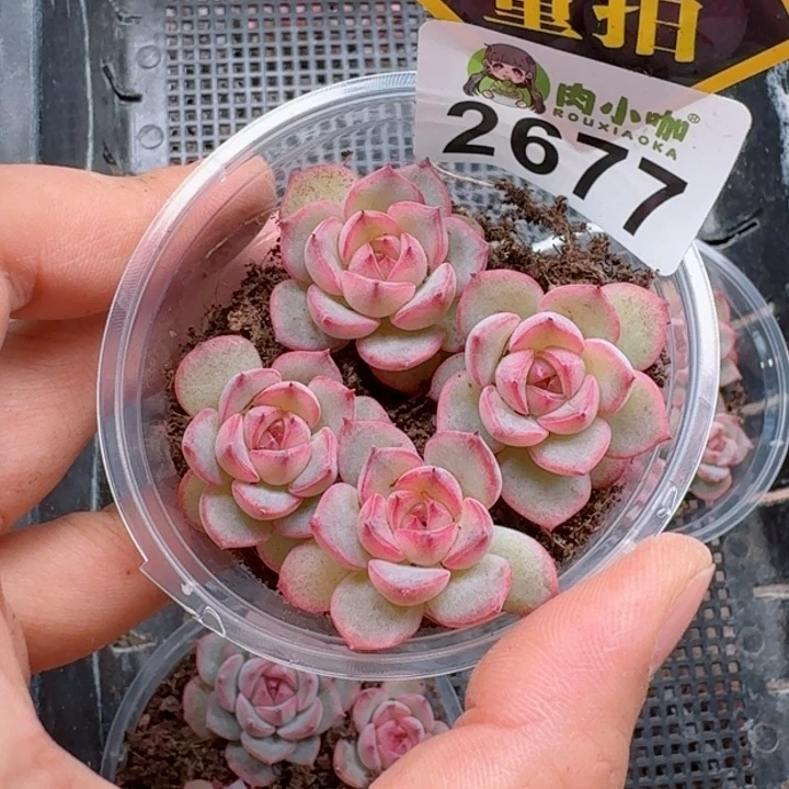 多肉植物多肉植物