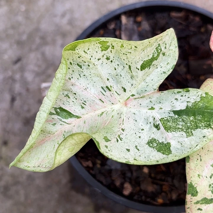 小***丫70-1125彩叶芋广东现货