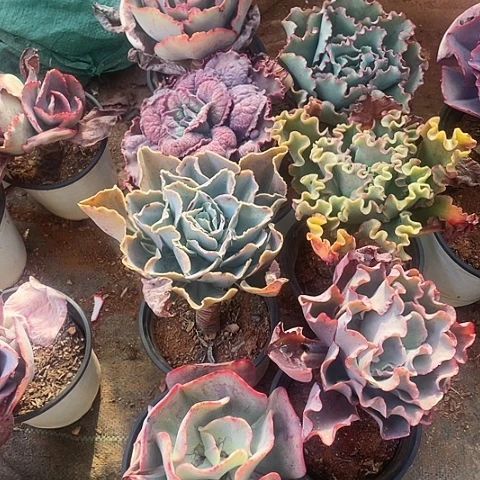 l*林5 号包菜系列 7棵