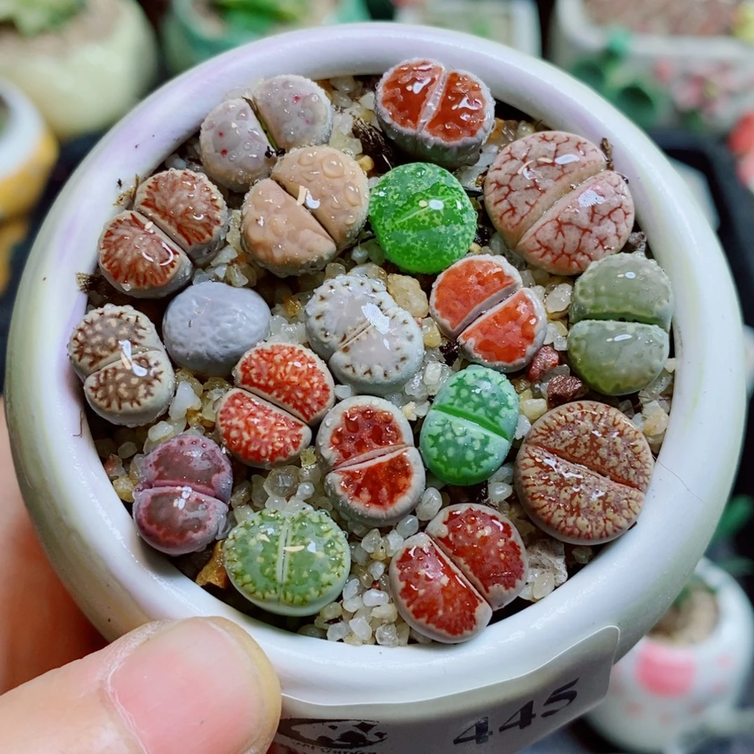 生石花花花花花花花445
