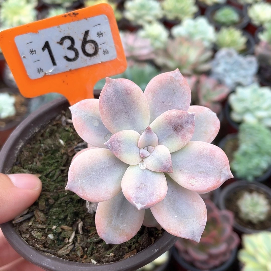 冬***天136号多肉植物盆栽
