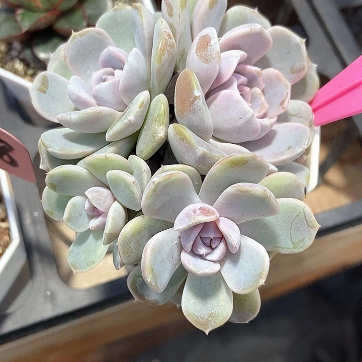 多肉植物汉堡89多肉