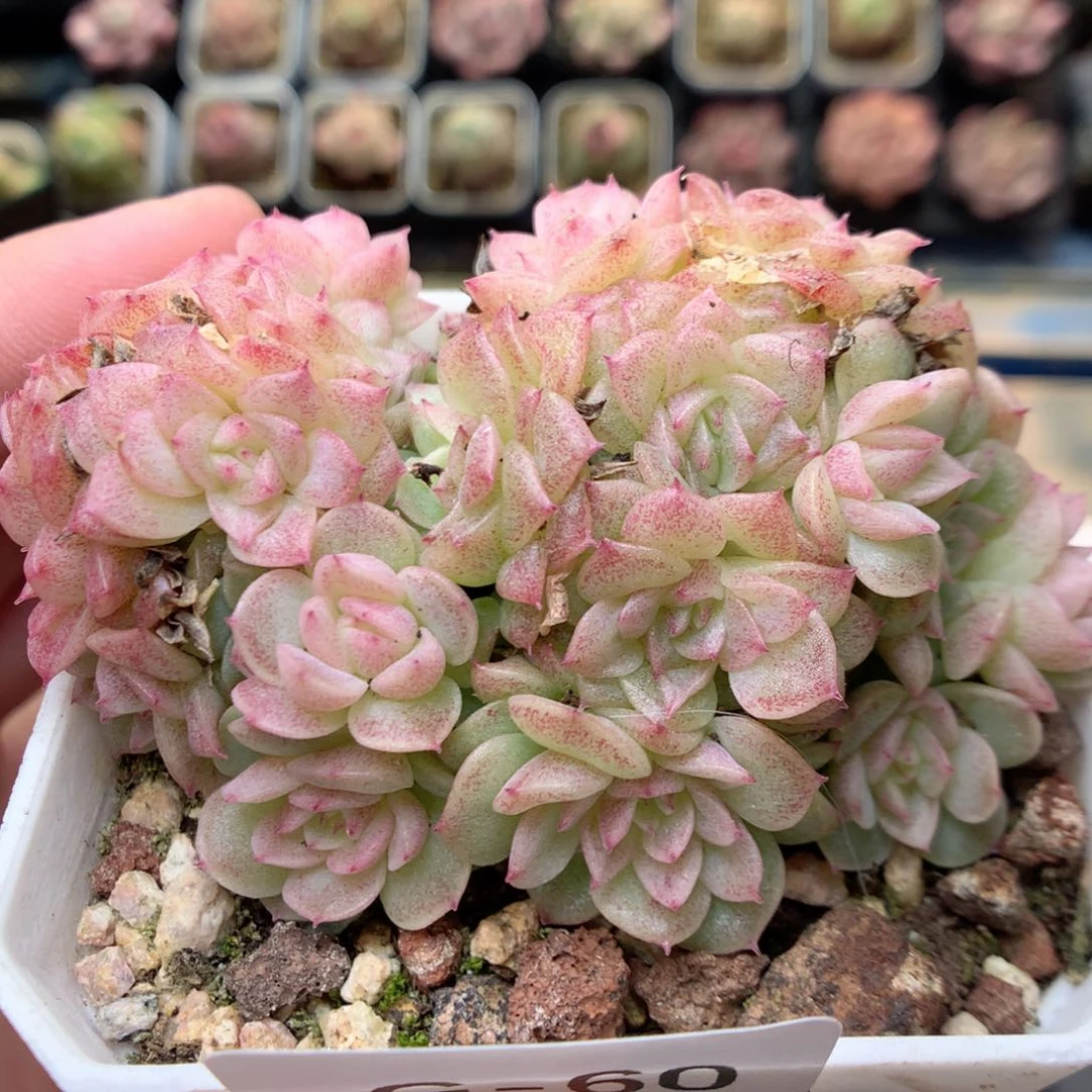 G60两群，20包邮两天凑单