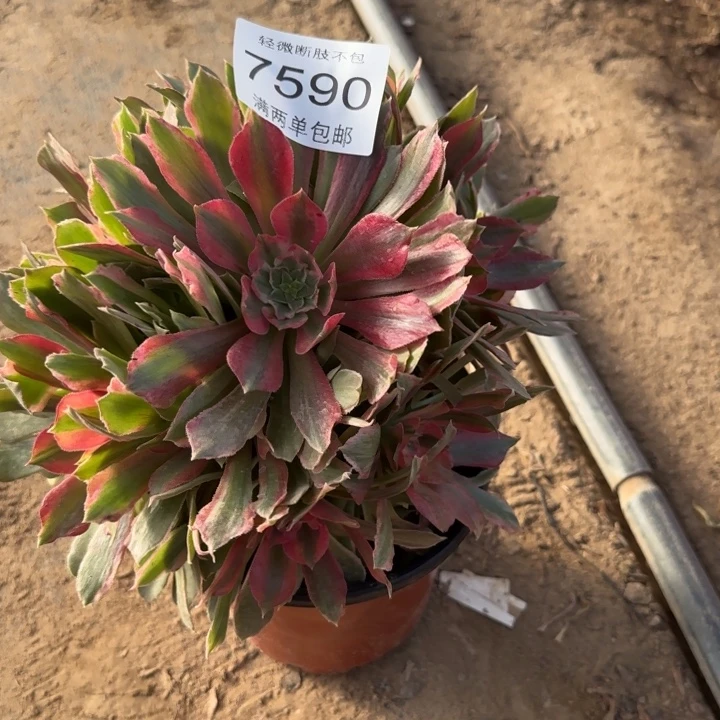 7590光辉多肉植物