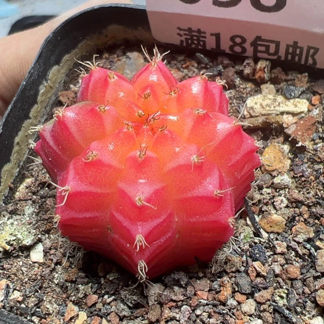 【闪购商品】 658。
