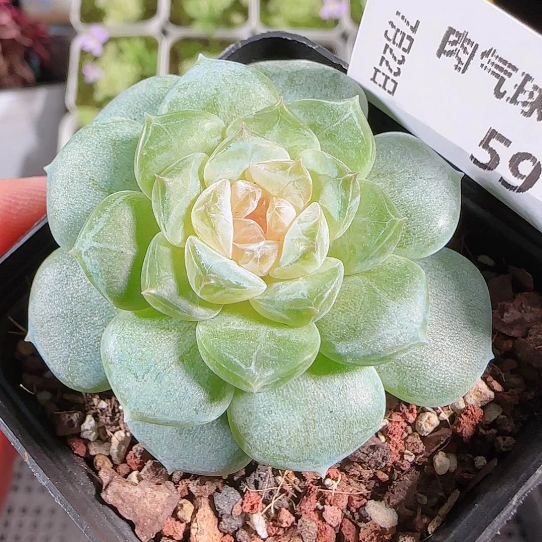 0722-:-59初夏糖心珍妮