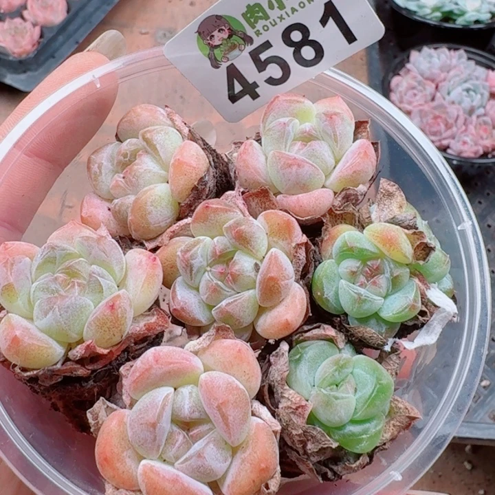 多肉植物多肉植物