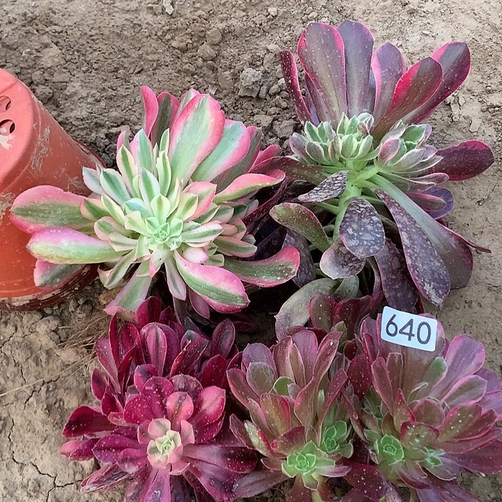 无花朵640四颗多肉植物组合3