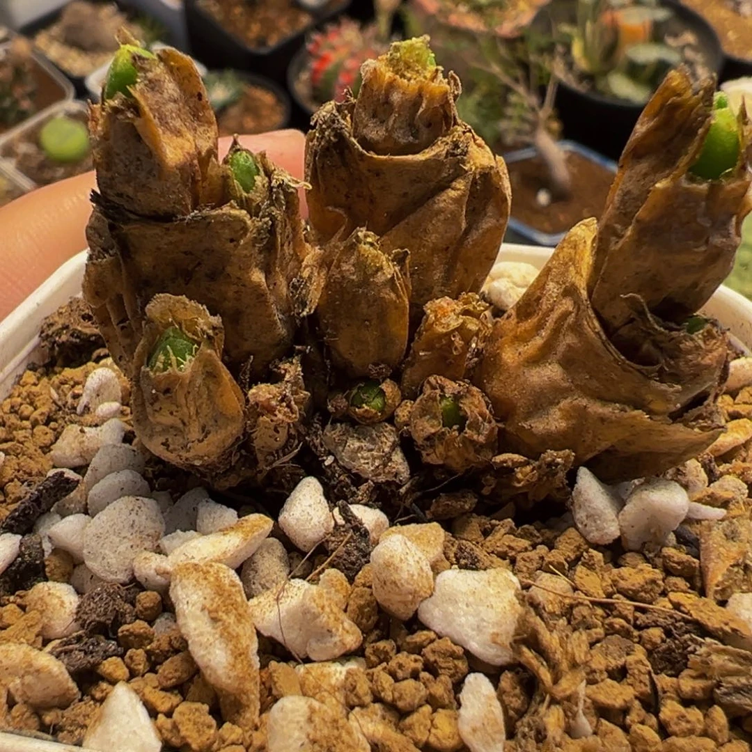 182多肉植物种类多样