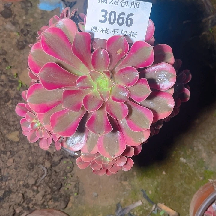 3066美杜莎多肉植物