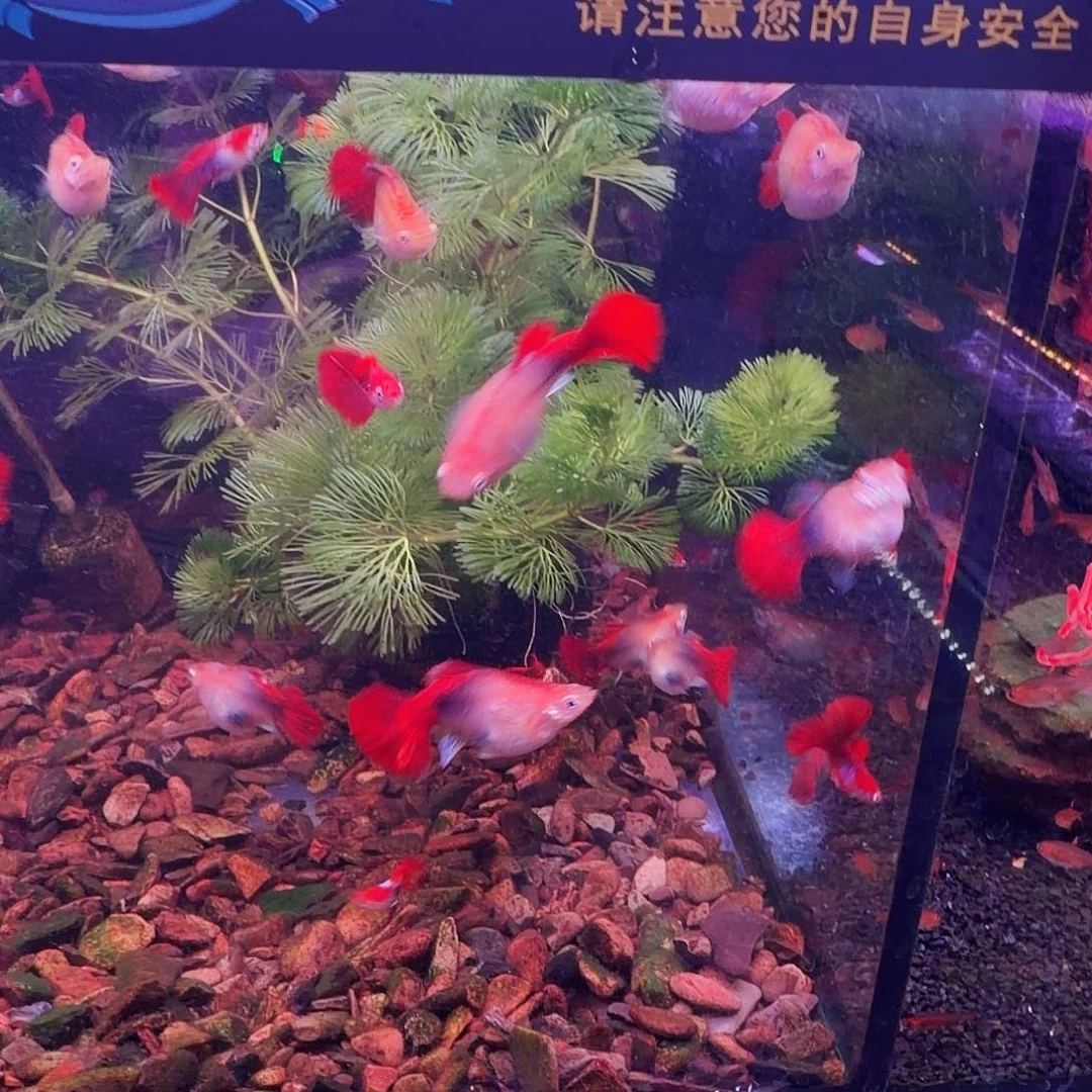 孔雀鱼黄暴球5对(4对送1对备损)