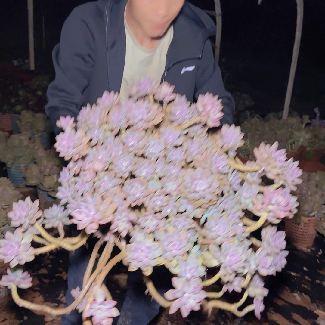 一物一拍盆栽大淡雪多肉