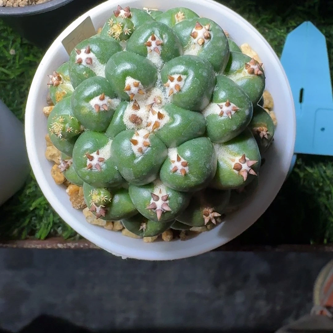 直播间，孔雀哥哥，专拍