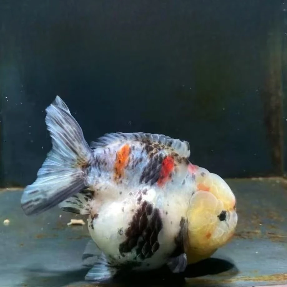 百褶泰狮元宝狮兰寿鹤顶红观赏鱼活体鱼苗淡水冷水好养