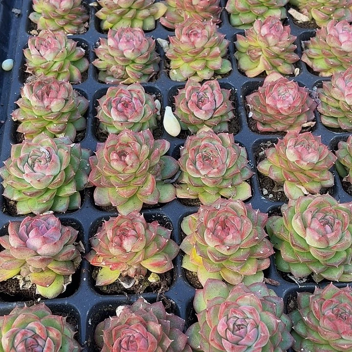 小女王1元带土发货