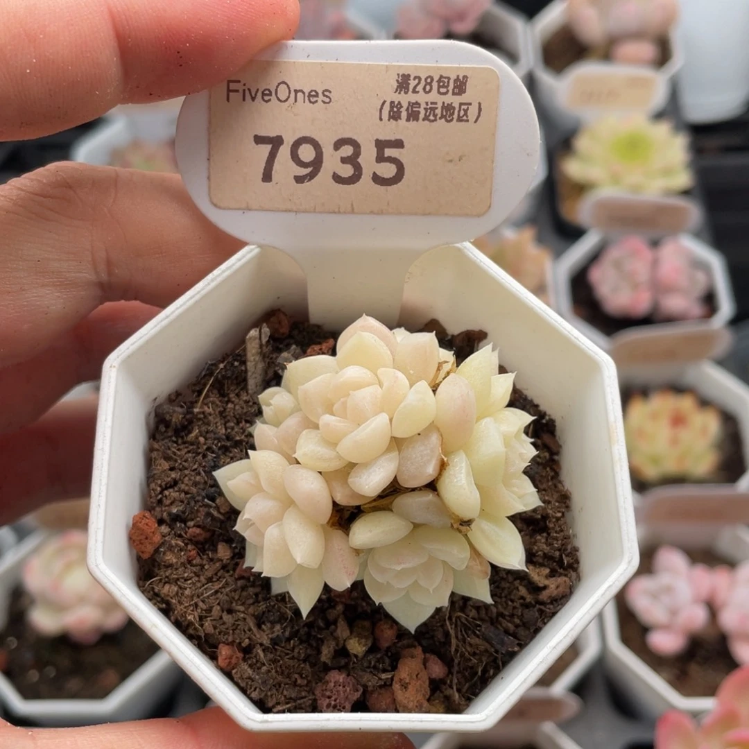 白天鹅7935-4.5厘米