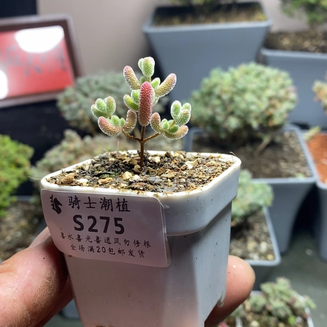 萌*萌275实生优选冰晶