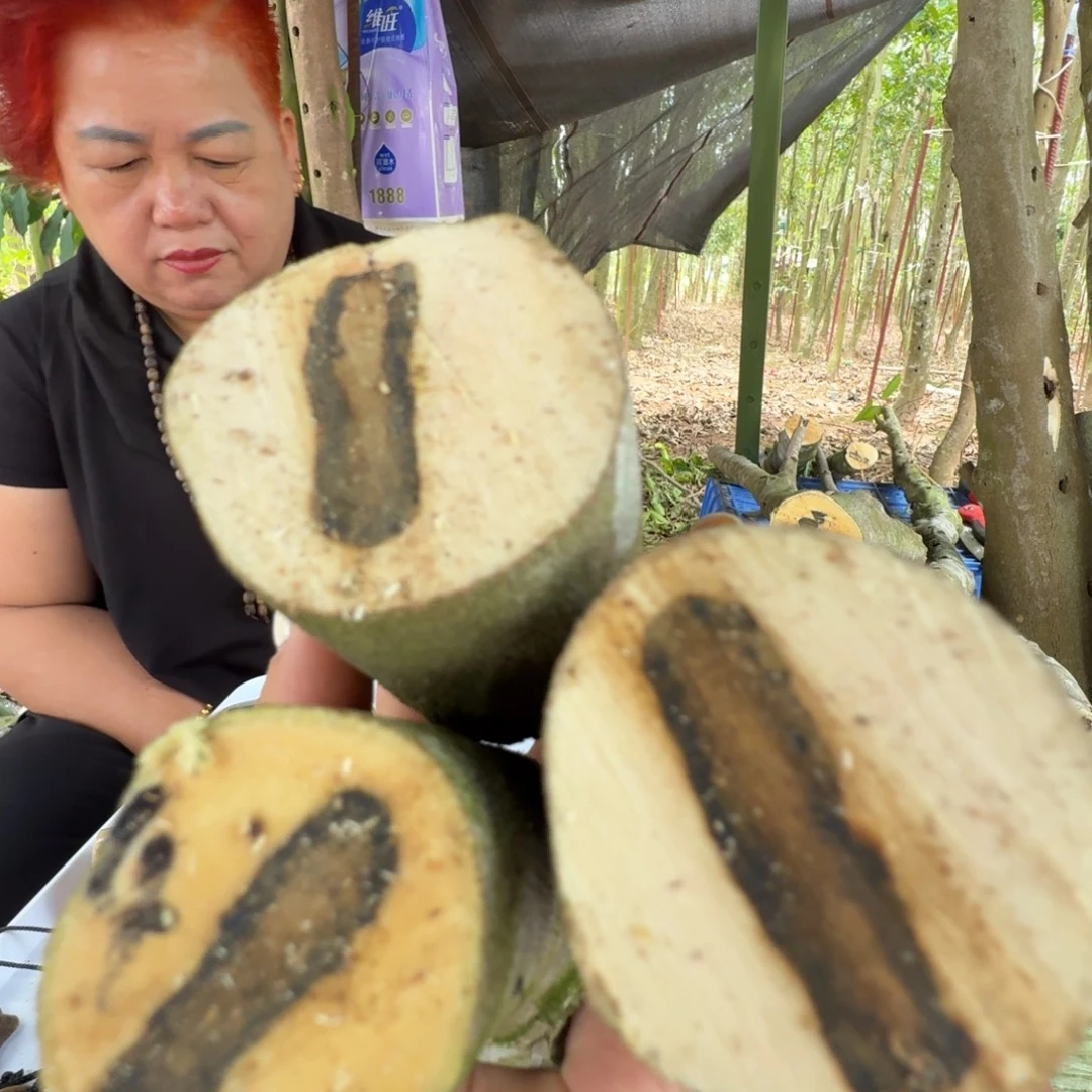 线香奇楠沉香原木