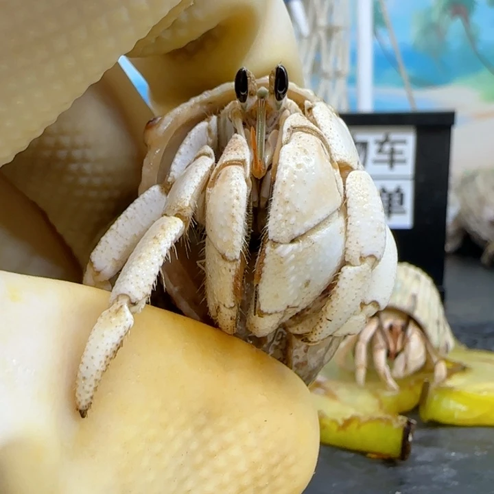 A53干净奶白 灰白2.0cm口径