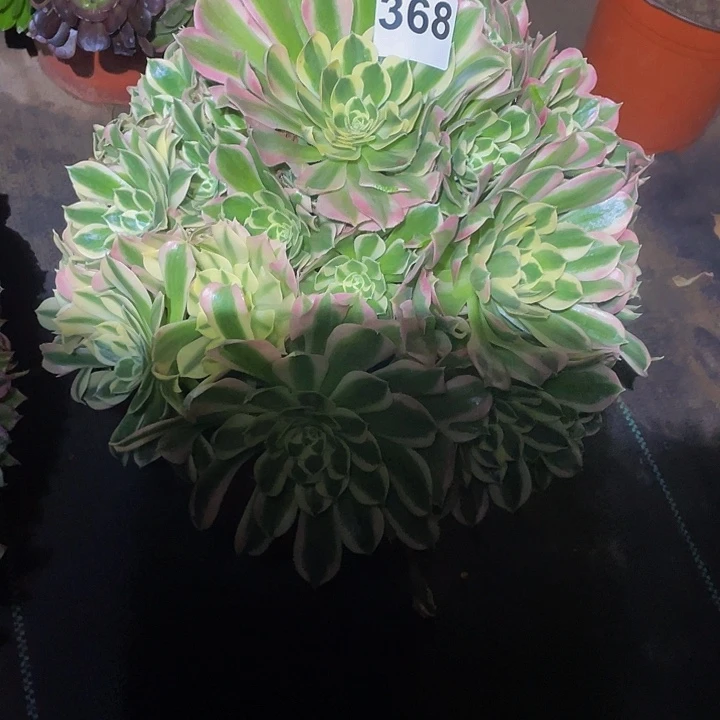 多肉法师368号白凤发货不包损