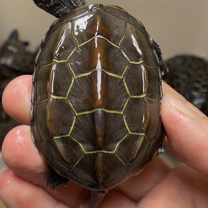 中华草龟不分公母