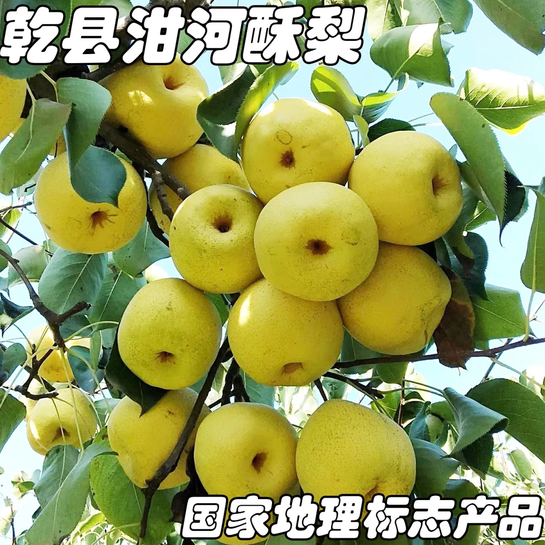 乾县泔河酥梨,甘甜爆汁现摘现发