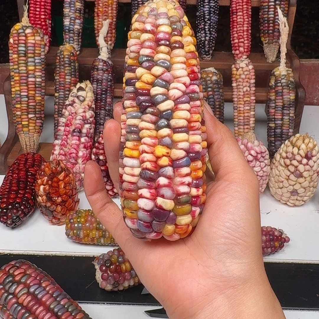 妞***鱼柏香籽/百香籽吊坠