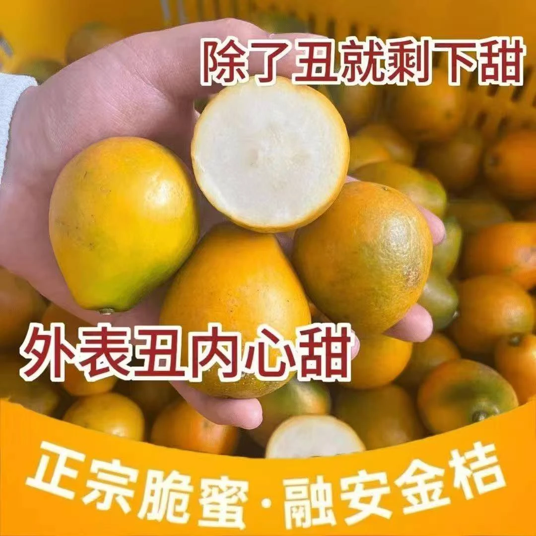 第三代花皮脆蜜金桔爆甜多汁新鲜采摘应季水果