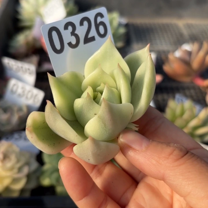 多肉植物头盖锦满18包邮当场凑单