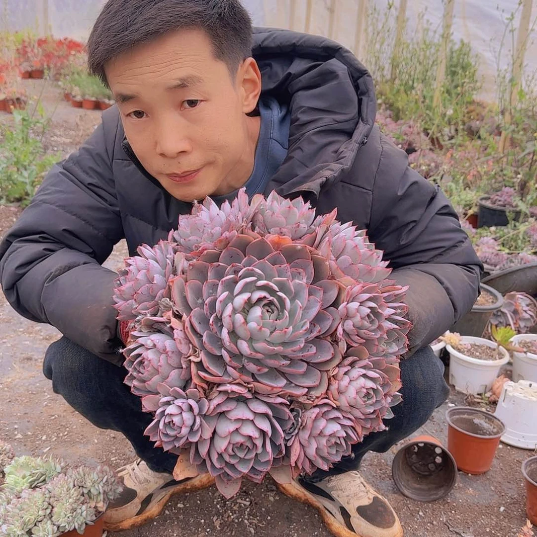 一物一拍赫拉多肉