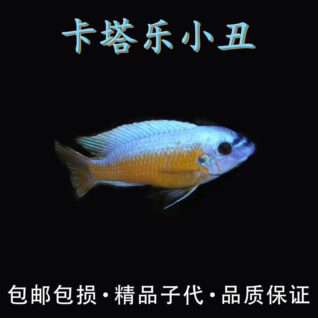新手卡塔乐小丑三湖慈鲷观赏鱼活体鱼耐活好养岩栖热带淡水鱼鱼苗