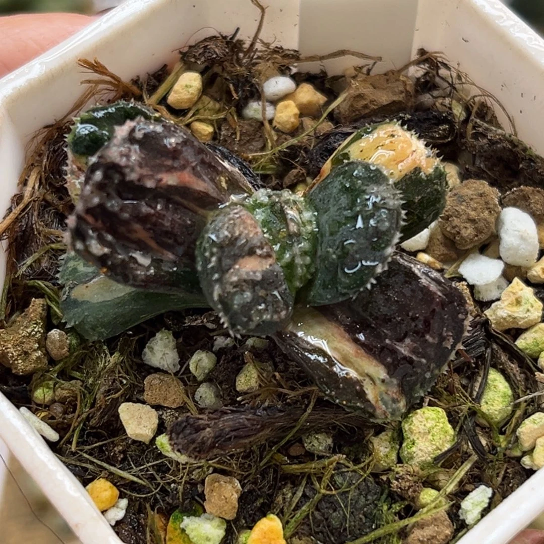 6摩多寿锦（根一般介意勿拍）福利专场