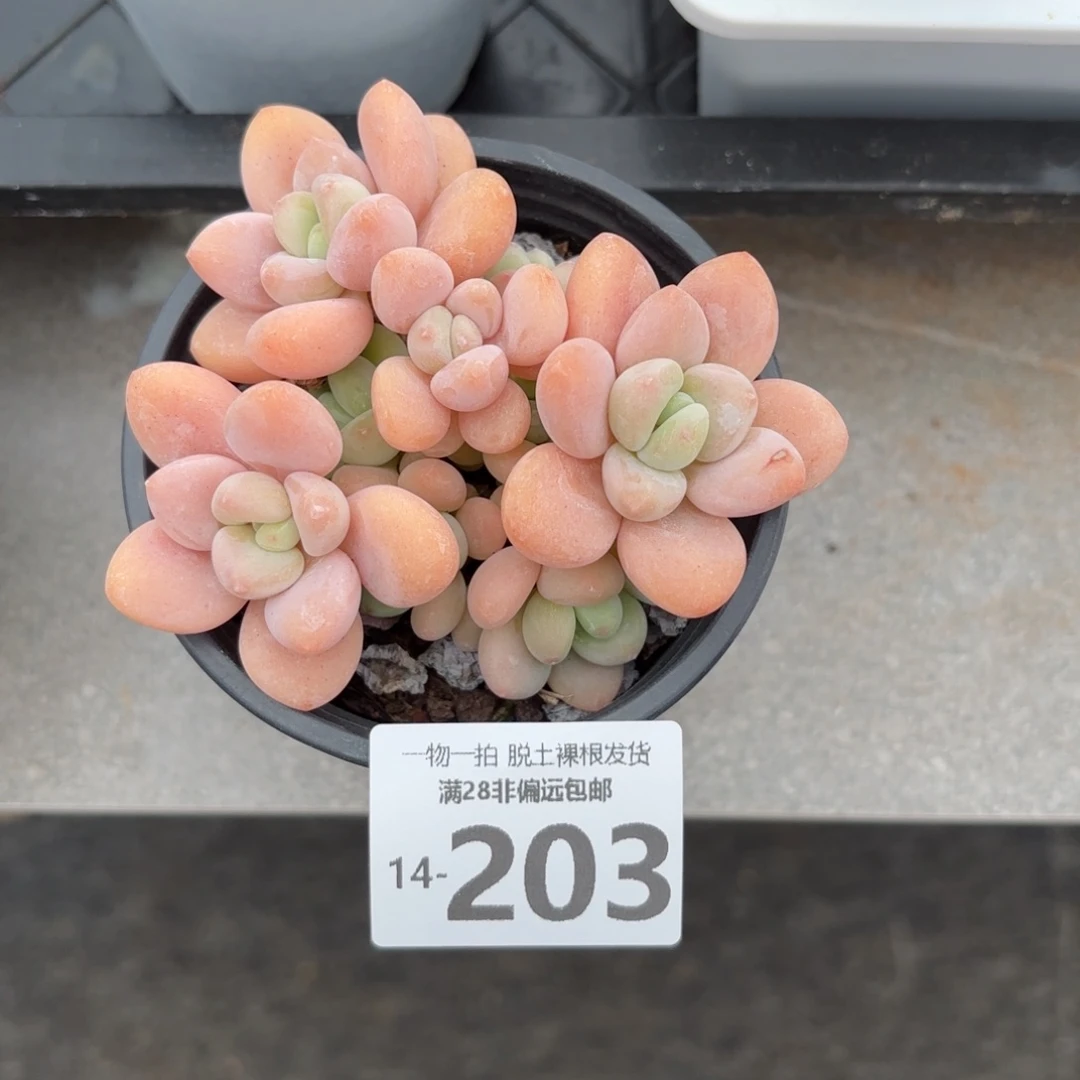 橘子洛神老桩多肉多肉