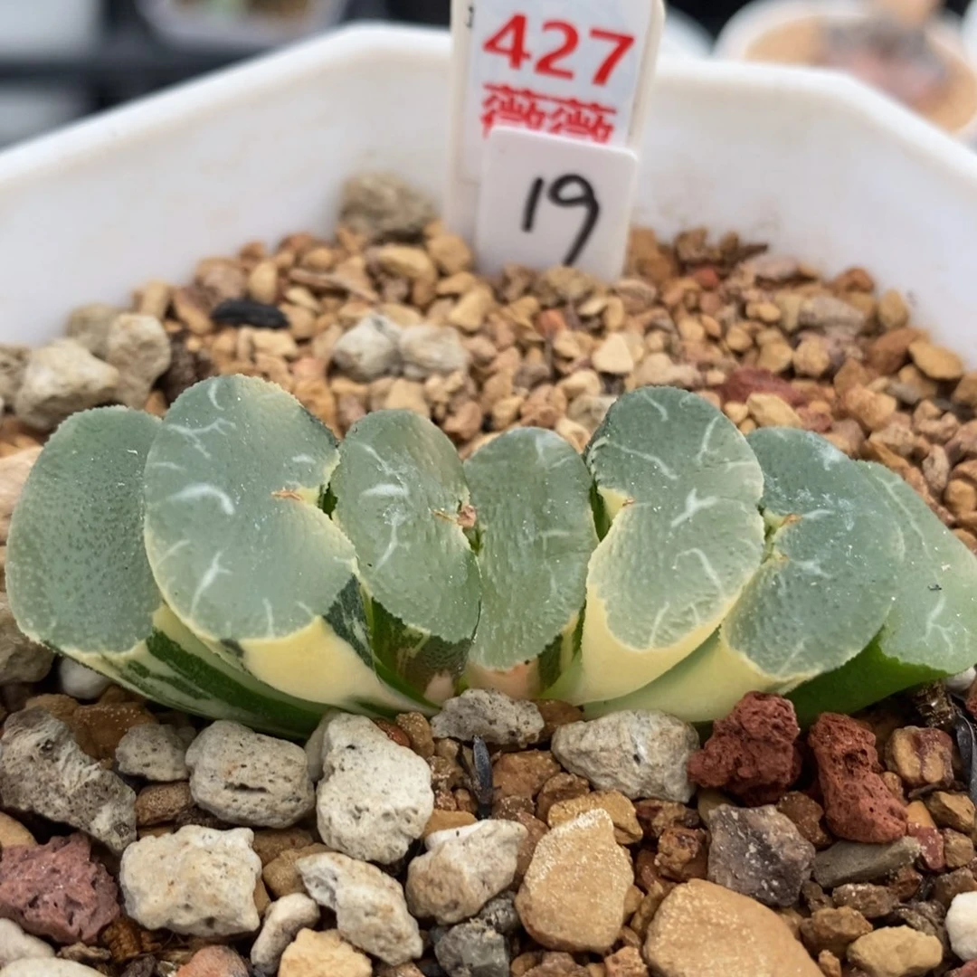 427大绳玉扇锦一物一拍