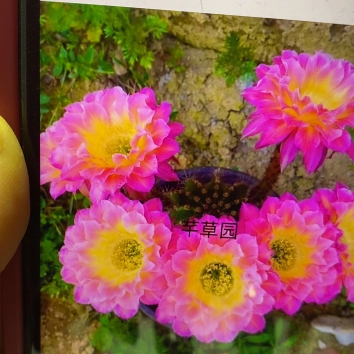 莹火虫有根一颗包邮