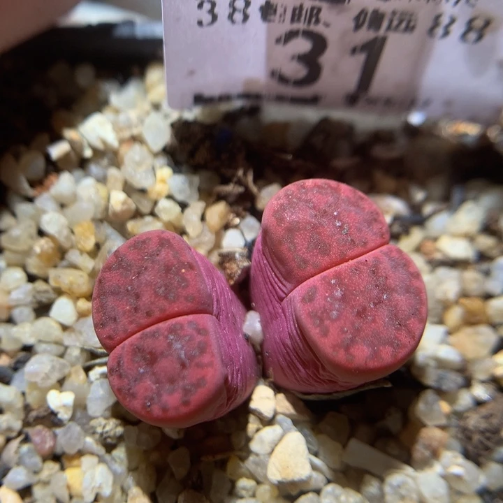 zzz精品生石花31