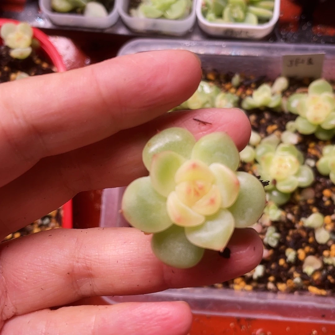 琳***裴J F18 盆一个满25包邮