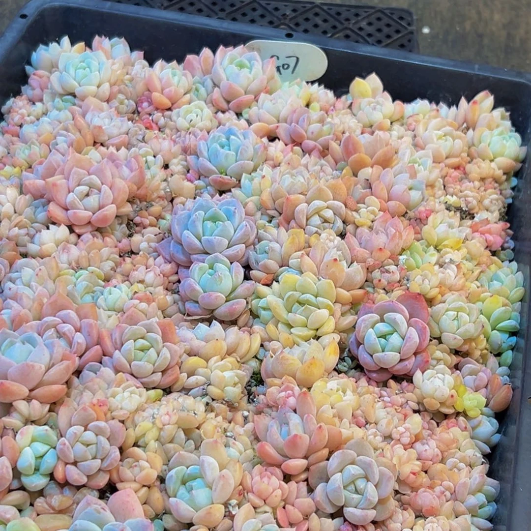 076多肉葡萄领导人物库资料显示