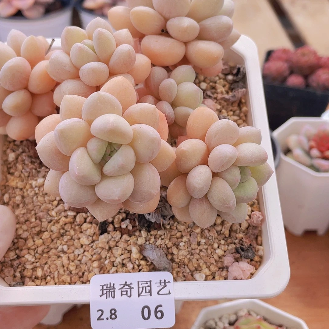 00000000000006量拍