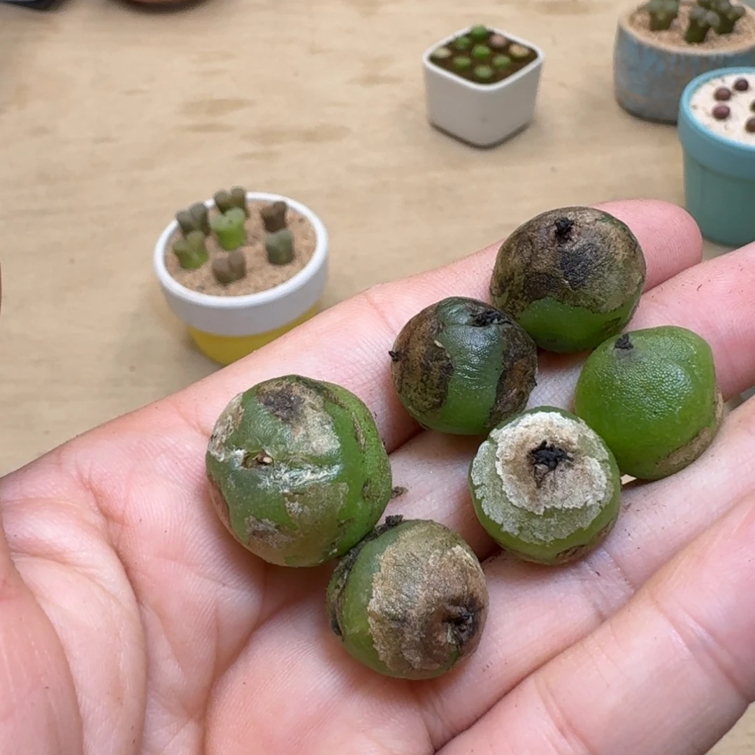 小*哥24-115p p p p p p p p p