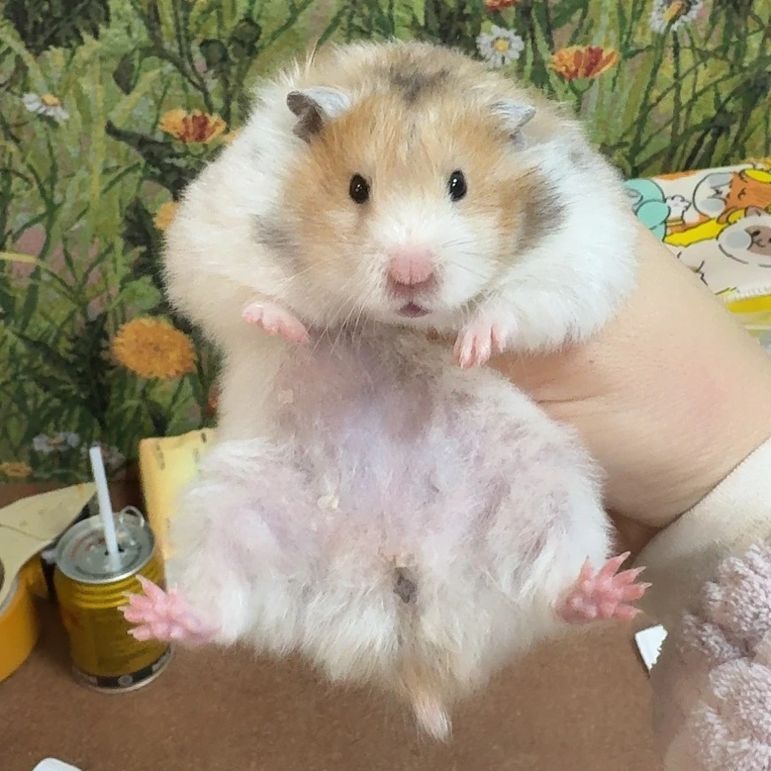 火波利直毛妹妹164克生过一窝