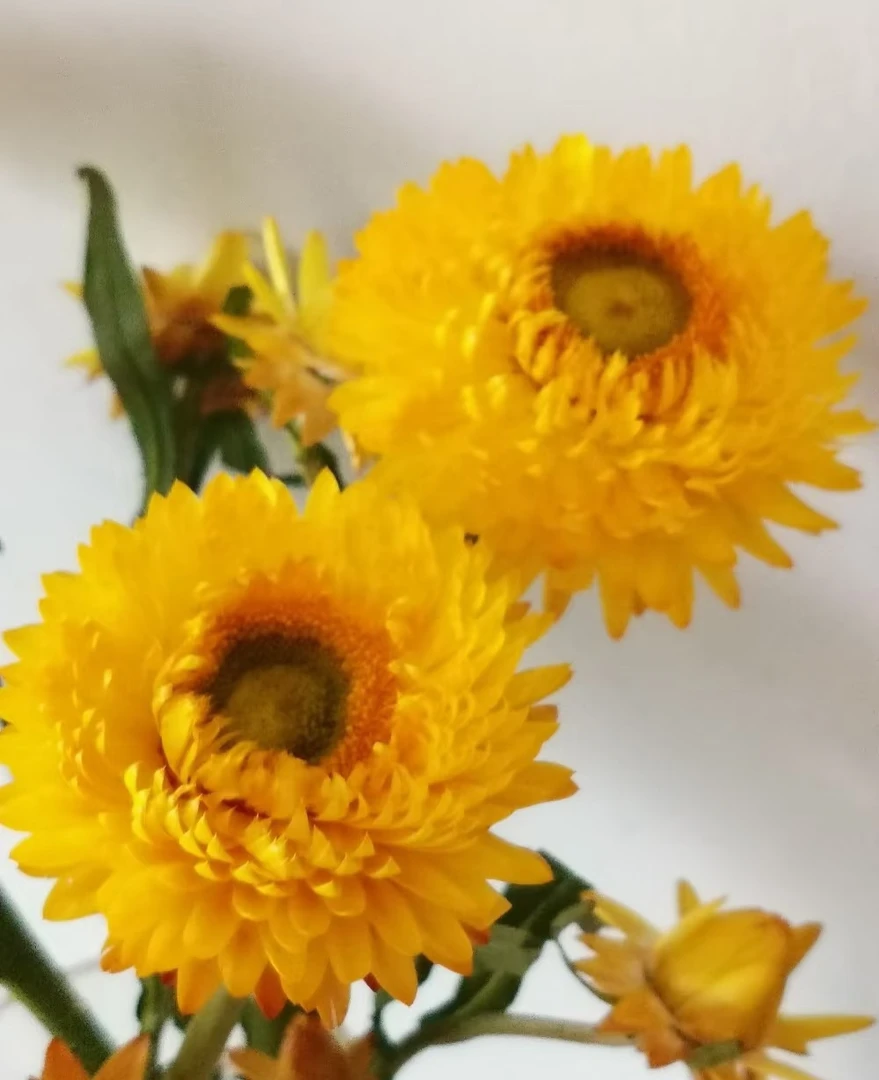 【买一送一】黄色麦秆菊       云南基地鲜花   家养    水养