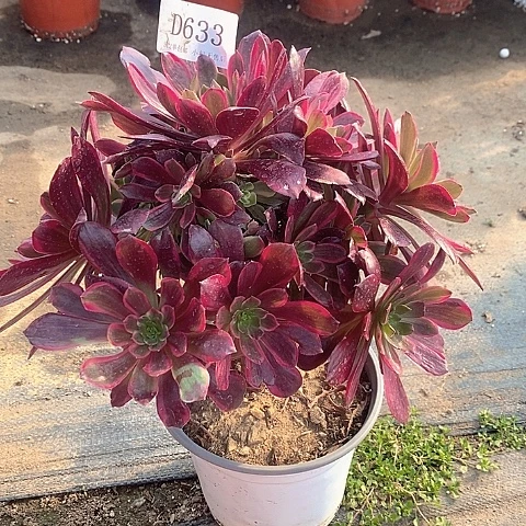 633赤霞飞多肉法师