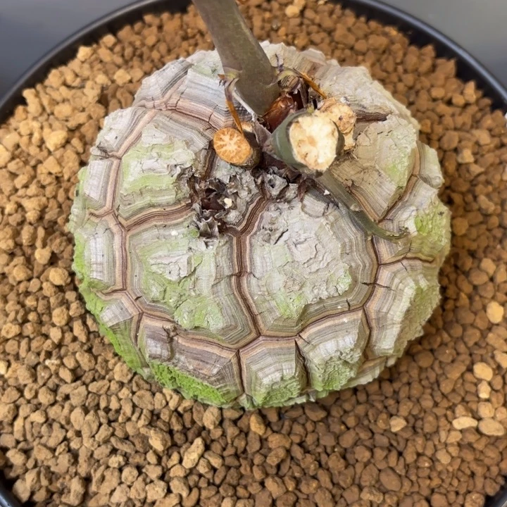 2007号龟甲龙带盆包邮12.9公分