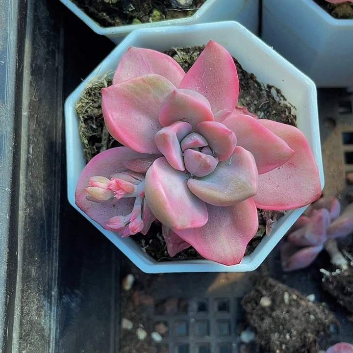 八角盆彩虹糖锦带盆