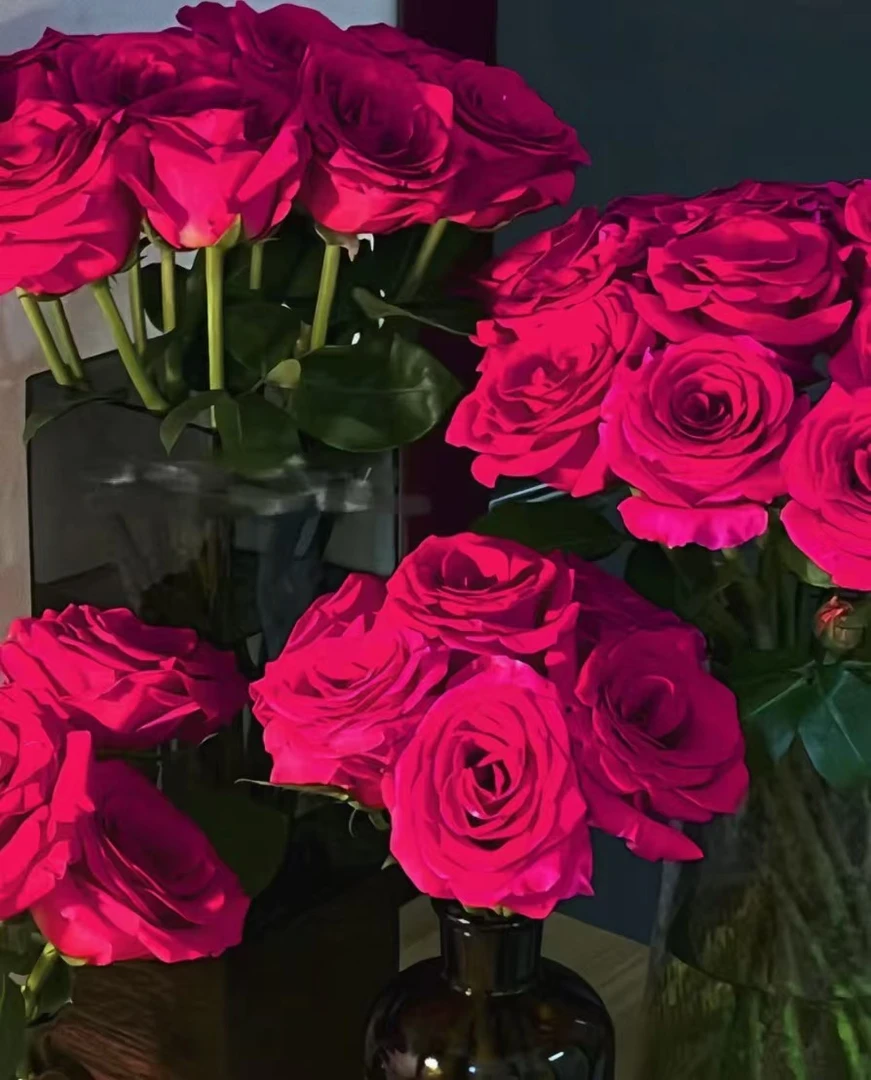 （高品质玫瑰 弗洛伊德）一单包邮云南基地直发