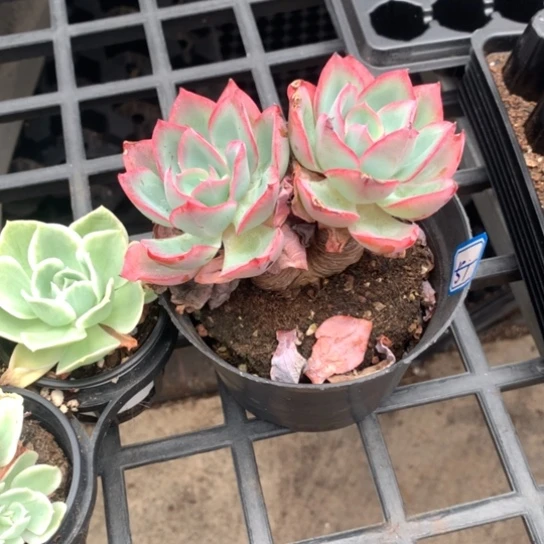 榴***莲一物一拍蓝光多肉51